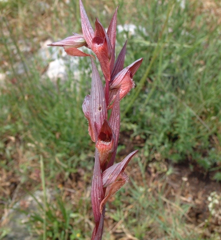 Serapias cordigera, S. vomeracea